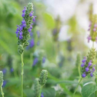 Salvia hispanica