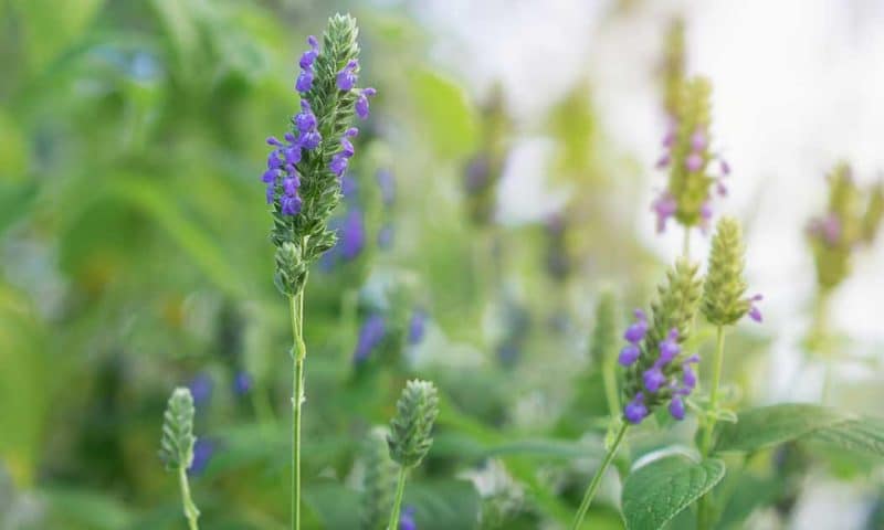 Salvia hispanica