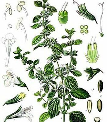 citronmeliss